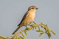 Chinese Shrike Lanius isabellinus arenarius