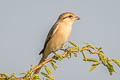 Chinese Shrike Lanius isabellinus arenarius