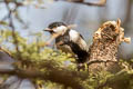 Cinereous Tit Parus cinereus caschmirensis