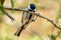 Cinereous Tit Parus cinereus caschmirensis