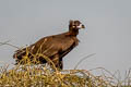 Cinereous Vulture Aegypius monachus