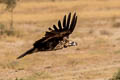 Cinereous Vulture Aegypius monachus