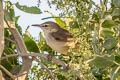 Clamorous Reed Warbler Acrocephalus stentoreus brunnescens