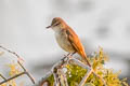 Clamorous Reed Warbler Acrocephalus stentoreus brunnescens