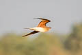 Collared Pratincole Glareola pratincola pratincola