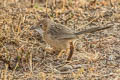 Common Babbler Argya caudata eclipes