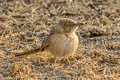 Common Babbler Argya caudata eclipes