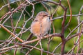 Common Babbler Argya caudata eclipes