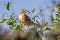 Common Babbler Argya caudata eclipes