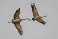 Common Crane Grus grus