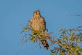 Common Kestrel Falco tinnunculus