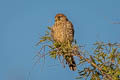 Common Kestrel Falco tinnunculus