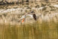 Common Redshank Tringa totanus