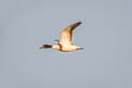 Common Shelduck Tadorna tadorna