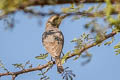 Common Woodshrike Tephrodornis pondicerianus pallidus