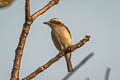 Common Woodshrike Tephrodornis pondicerianus pallidus