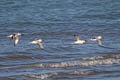 Crab-plover Dromas ardeola