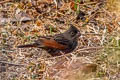 Crested Bunting Emberiza lathami