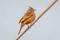 Crested Bunting Emberiza lathami