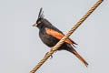 Crested Bunting Emberiza lathami