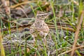 Crested Lark Galerida cristata chendoola