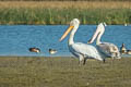 Dalmation Pelican Pelecanus crispus