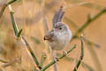 Delicate Prinia Prinia lepida lepida