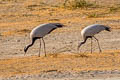 Demoiselle Crane Grus virgo