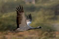 Demoiselle Crane Grus virgo