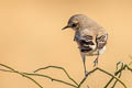Desert Wheatear Oenanthe deserti oreophila
