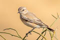 Desert Wheatear Oenanthe deserti oreophila