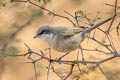 Desert Whitethroat Curruca curruca minula