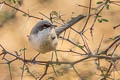 Desert Whitethroat Curruca curruca minula