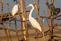 Eastern Great Egret Ardea alba modesta