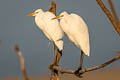 Eastern Great Egret Ardea alba modesta