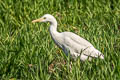 Eastern Cattle Egret Bubulcus coromandus