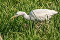 Eastern Cattle Egret Bubulcus coromandus