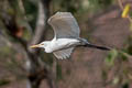 Eastern Cattle Egret Bubulcus coromandus