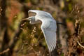 Eastern Cattle Egret Ardea coromandus