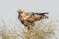 Eastern Imperial Eagle Aquila heliaca