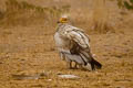 Egyptian Vulture Neophron percnopterus ginginianus