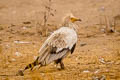 Egyptian Vulture Neophron percnopterus ginginianus