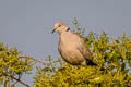 Eurasian Collared Dove Streptopelia decaocto