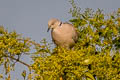 Eurasian Collared Dove Streptopelia decaocto