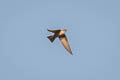 Eurasian Crag Martin Ptyonoprogne rupestris