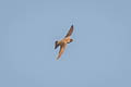 Eurasian Crag Martin Ptyonoprogne rupestris