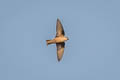 Eurasian Crag Martin Ptyonoprogne rupestris