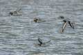 Eurasian Oystercatcher Haematopus ostralegus