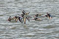 Eurasian Oystercatcher Haematopus ostralegus