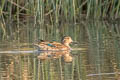 Eurasian Teal Anas crecca